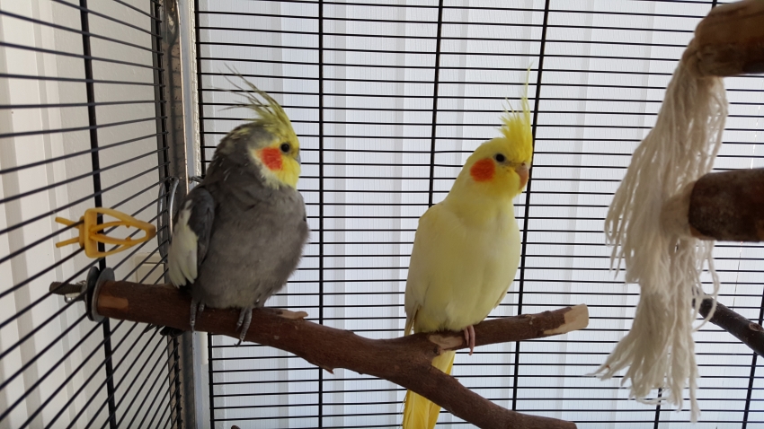 my-animals.de - Chico und Lucy