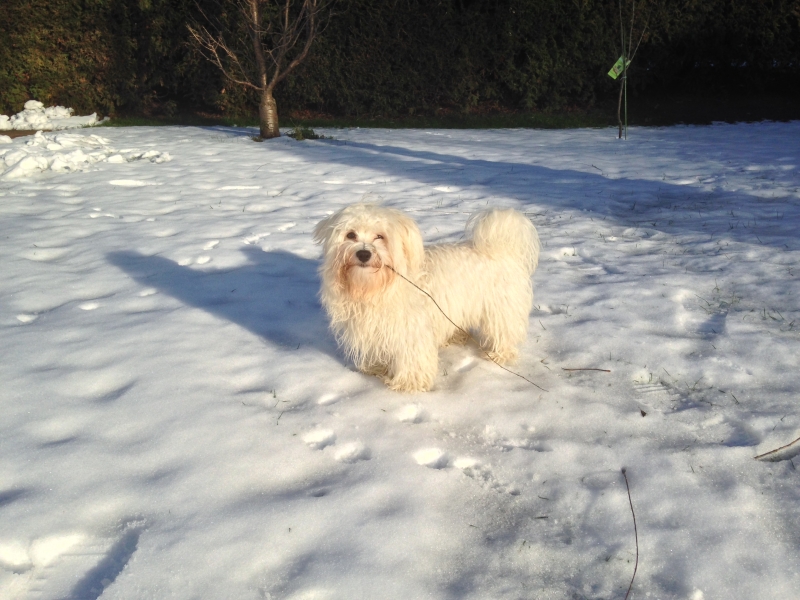 my-animals.de - Cody